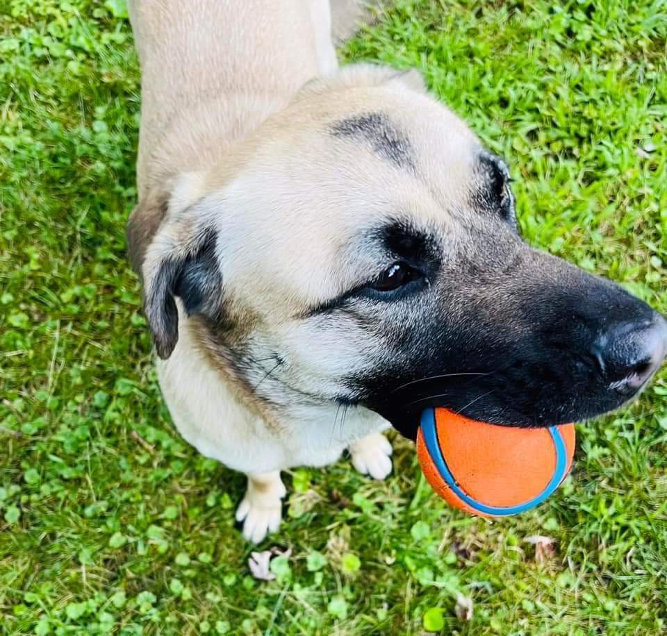 Eevee, an adoptable Shepherd in Wausau, WI, 54401 | Photo Image 3