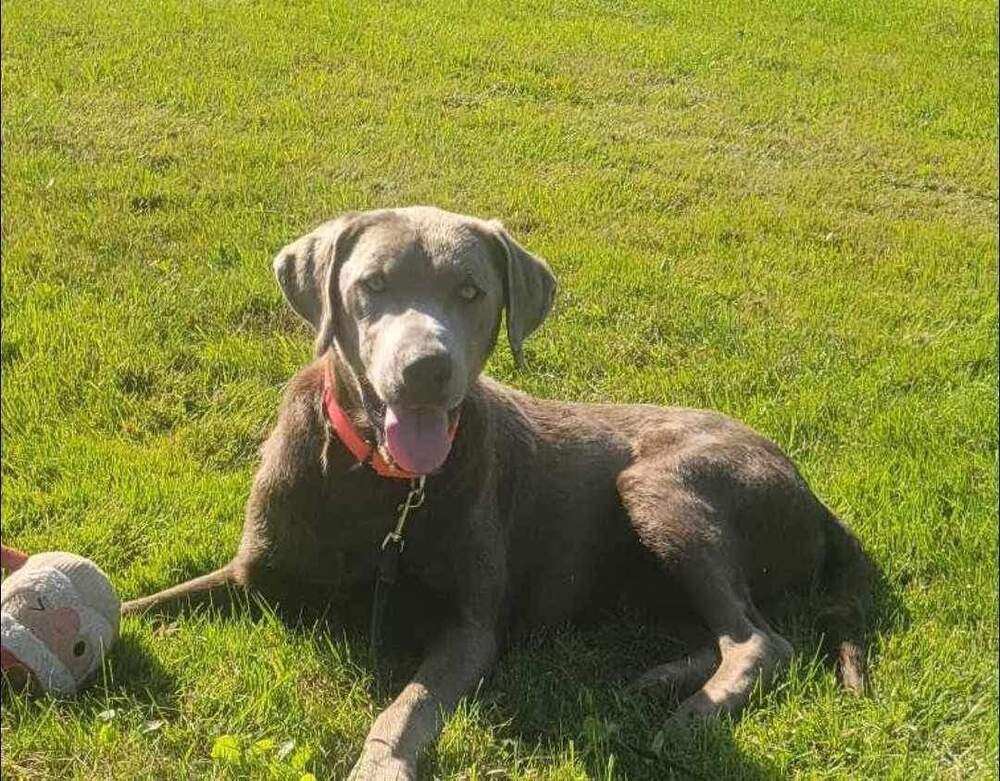 Johnny, an adoptable Labrador Retriever in Wausau, WI, 54401 | Photo Image 1