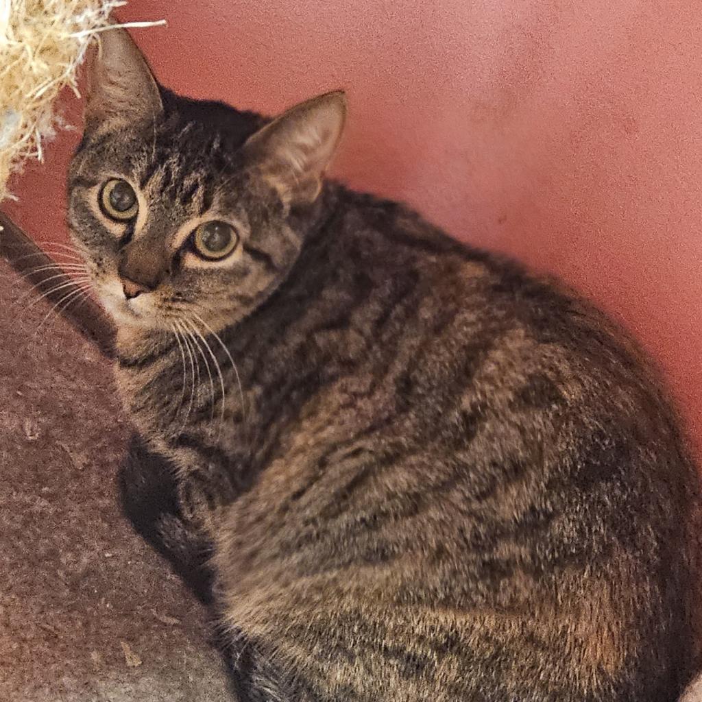 Money Penny, an adoptable Domestic Short Hair in Monroe, LA, 71203 | Photo Image 2