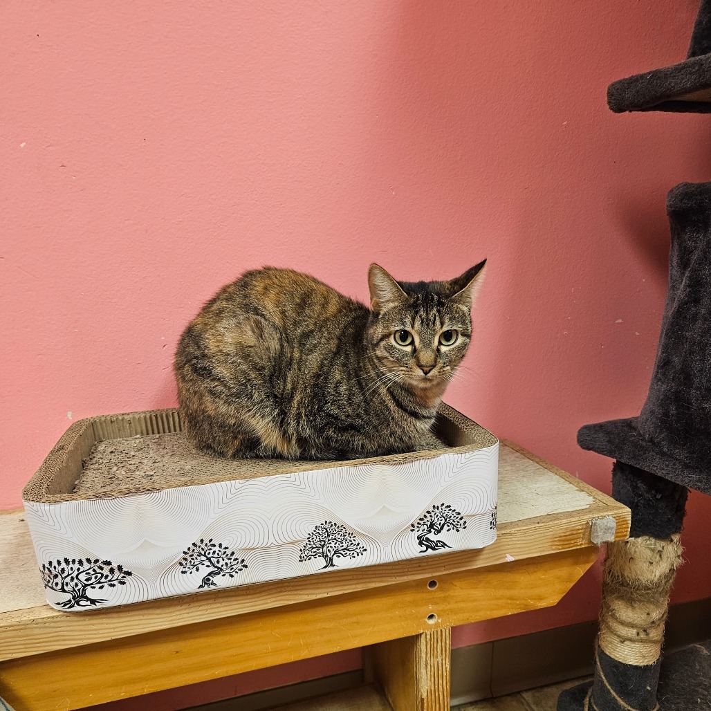Money Penny, an adoptable Domestic Short Hair in Monroe, LA, 71203 | Photo Image 3
