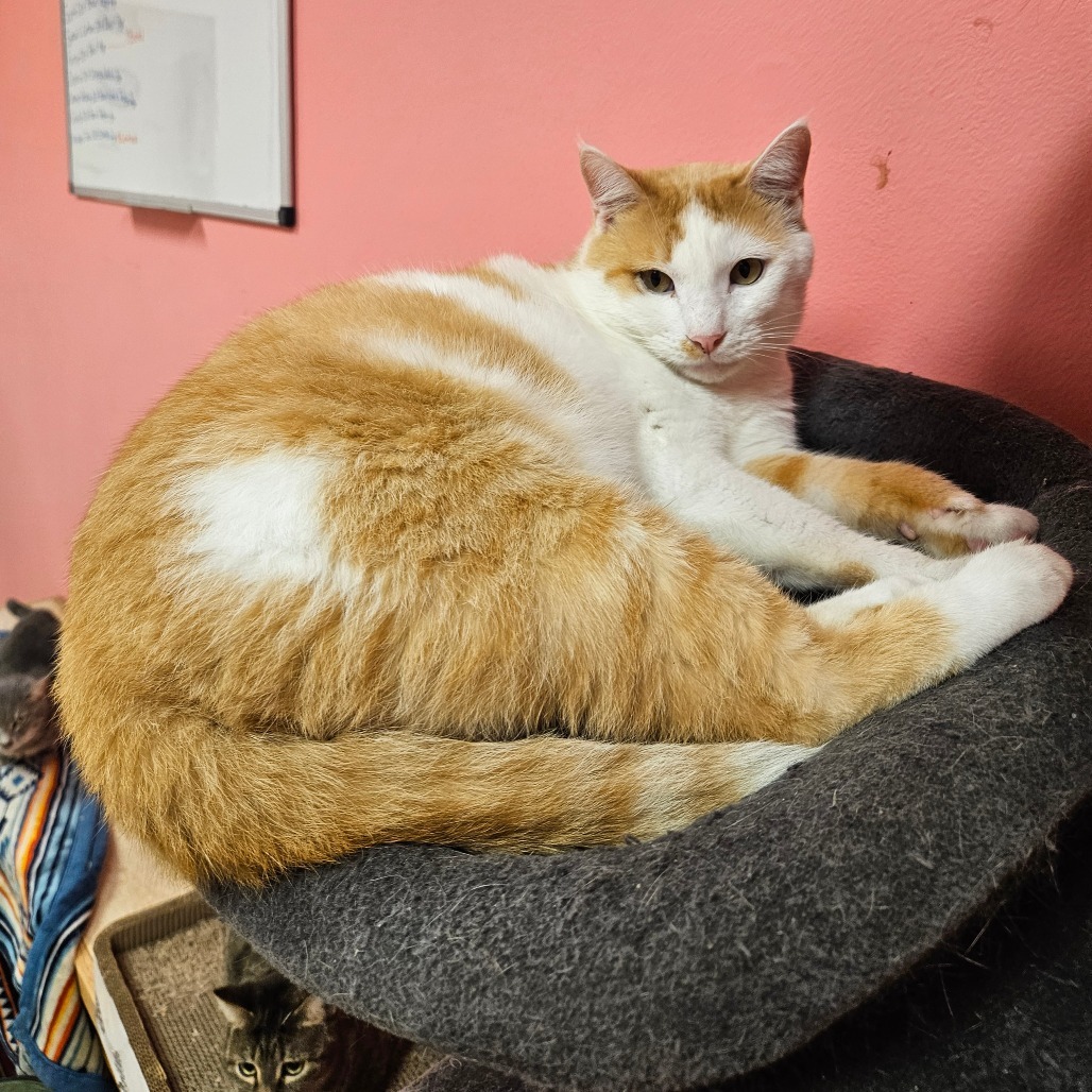 Donnie, an adoptable Domestic Short Hair in Monroe, LA, 71203 | Photo Image 1