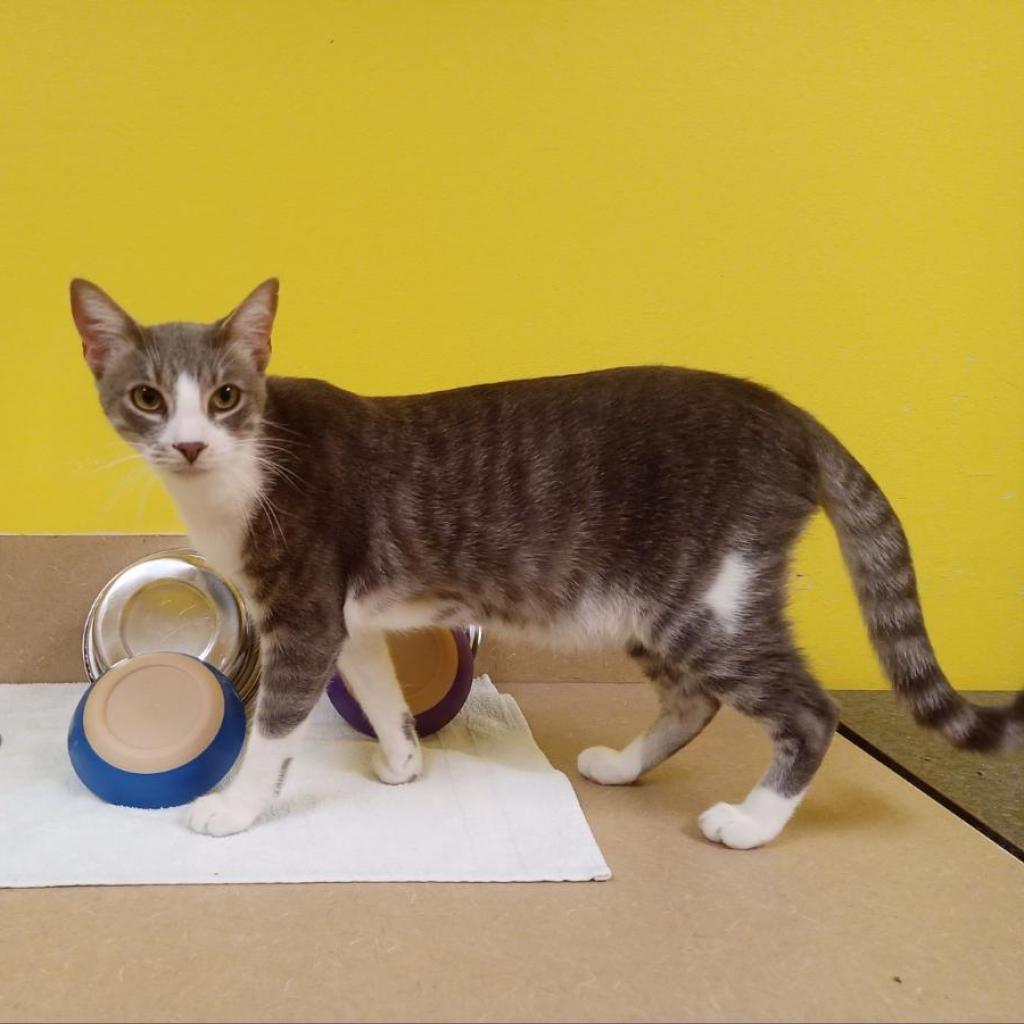 Perry, an adoptable Domestic Short Hair in Monroe, LA, 71203 | Photo Image 2