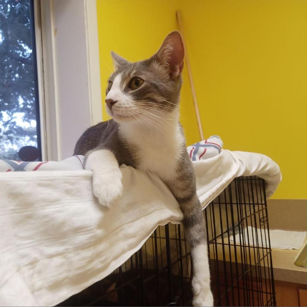 Perry, an adoptable Domestic Short Hair in Monroe, LA, 71203 | Photo Image 3