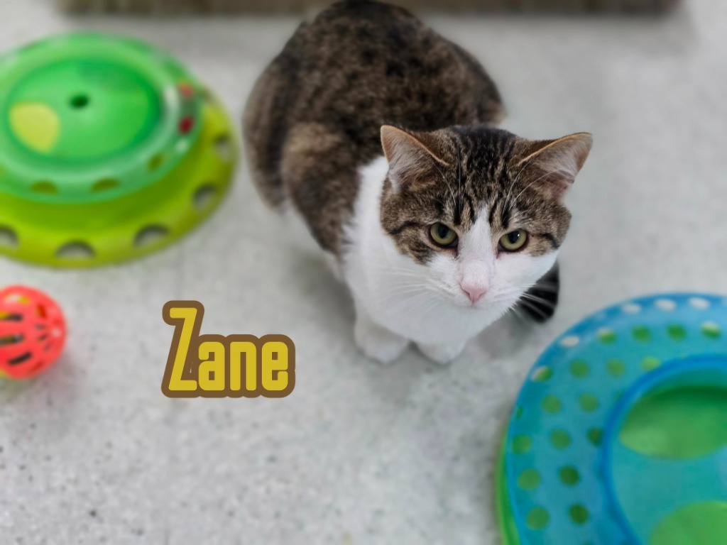 Zane