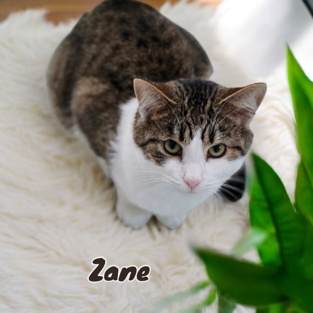 Zane