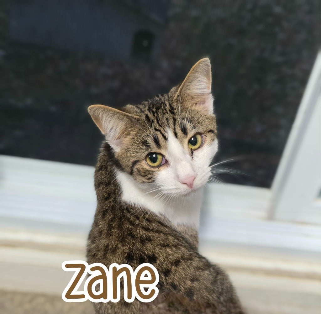Zane