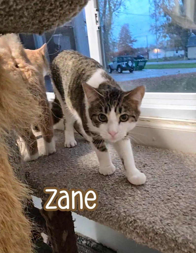 Zane