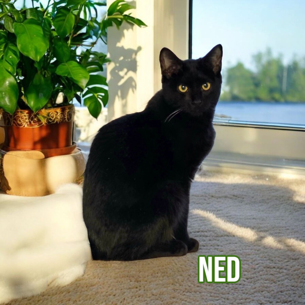 Ned