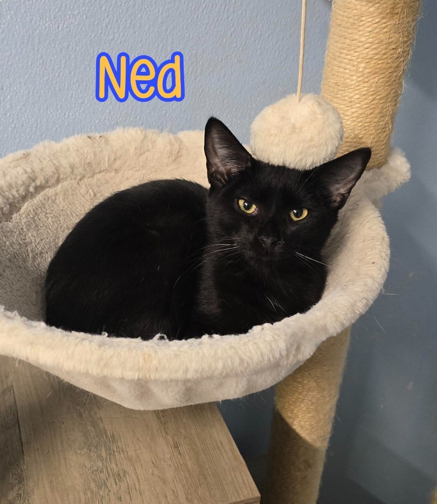 Ned
