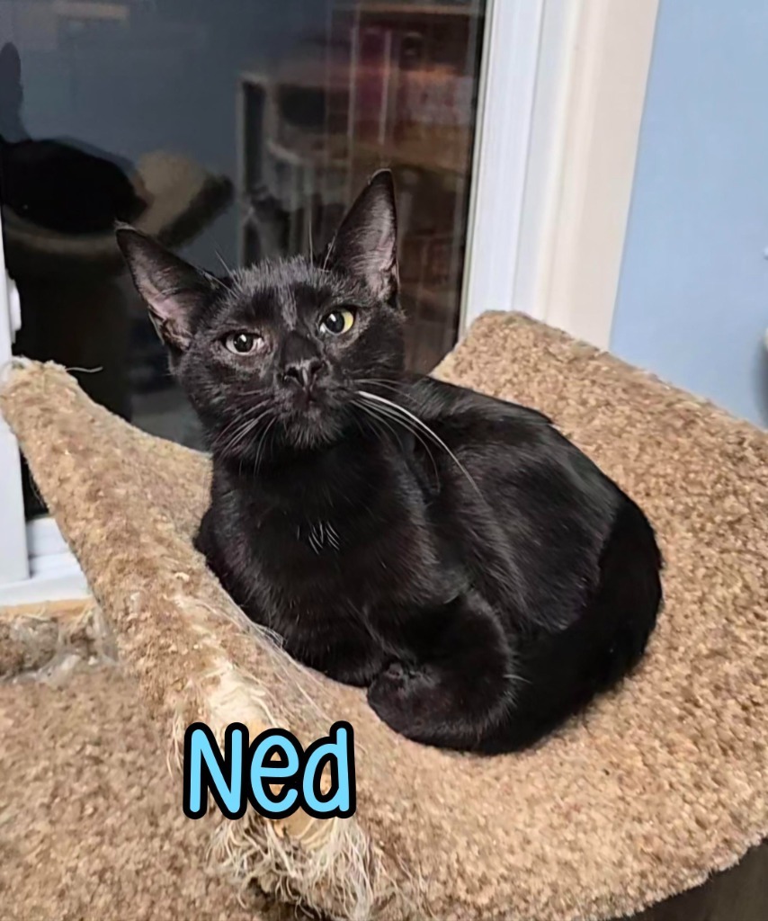Ned