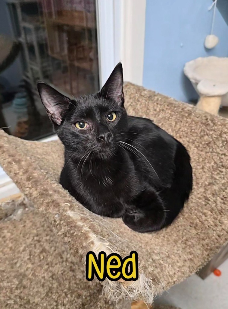 Ned