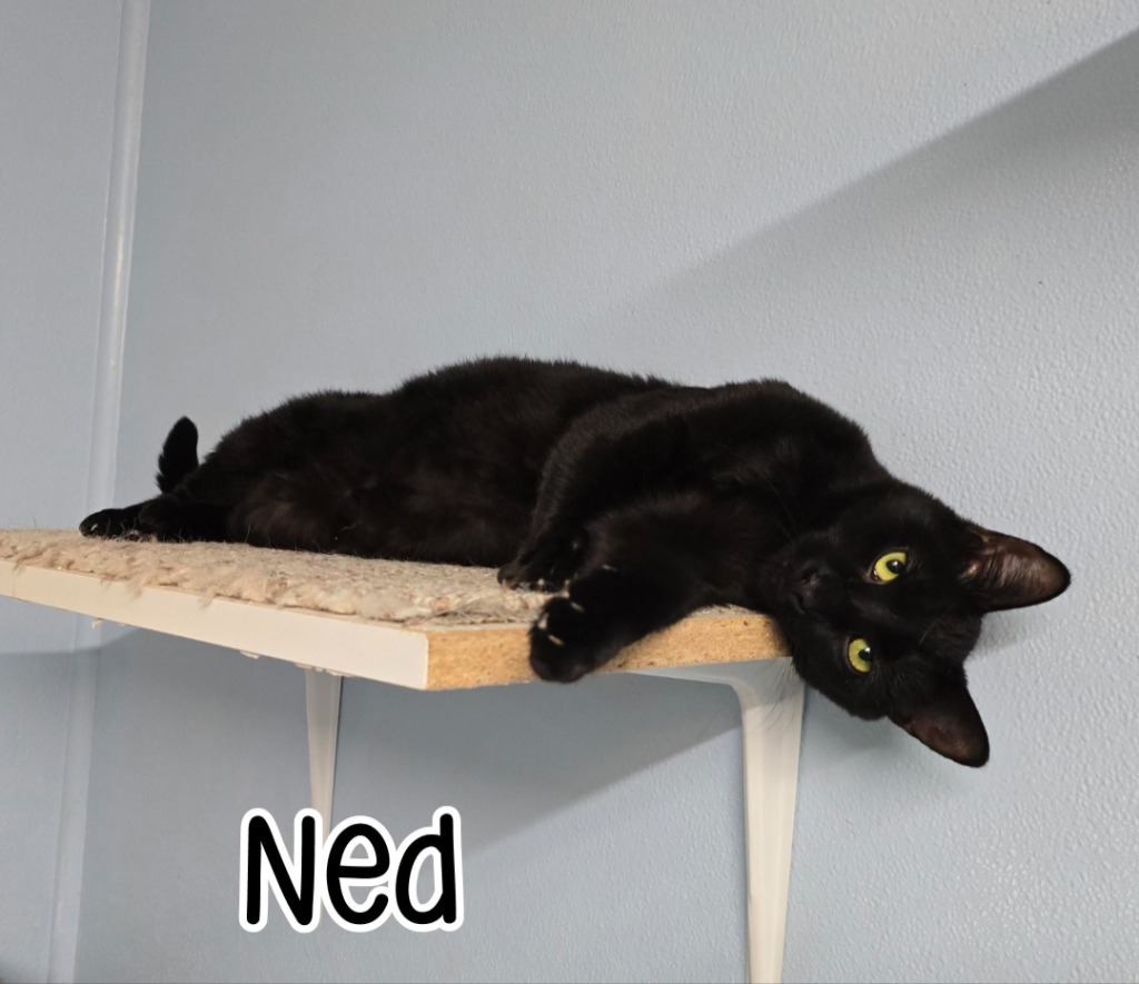 Ned