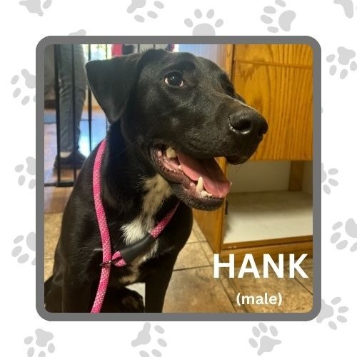 Hank, an adoptable Labrador Retriever, Border Collie in Elbow Lake, MN, 56531 | Photo Image 1