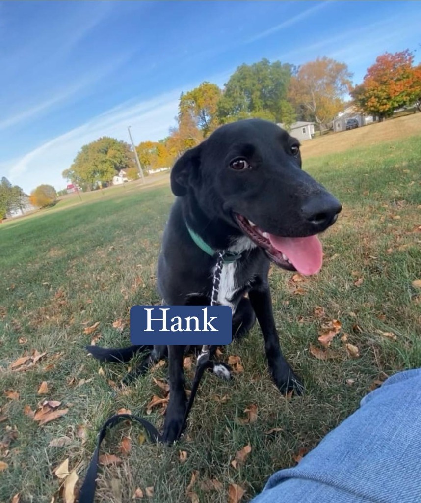 Hank, an adoptable Labrador Retriever, Border Collie in Elbow Lake, MN, 56531 | Photo Image 2