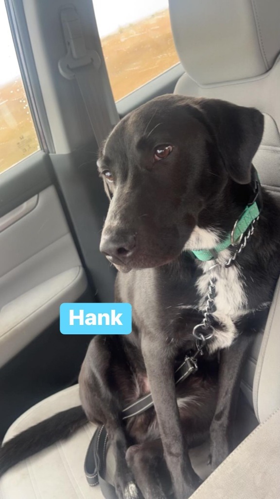 Hank, an adoptable Labrador Retriever, Border Collie in Elbow Lake, MN, 56531 | Photo Image 3