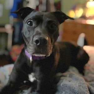 Titan, Adult Male Mixed Breed