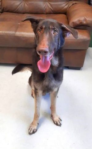 Toby, Adult Male German Shepherd Dog