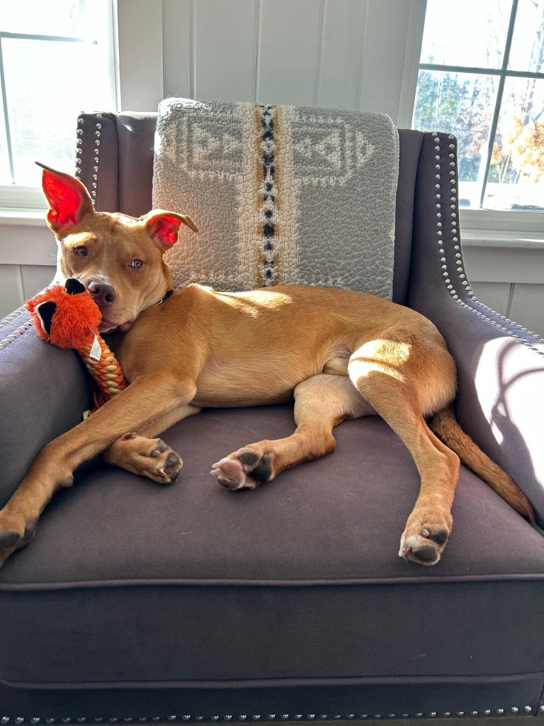 Marty, an adoptable Carolina Dog in Gorham, ME, 04038 | Photo Image 1