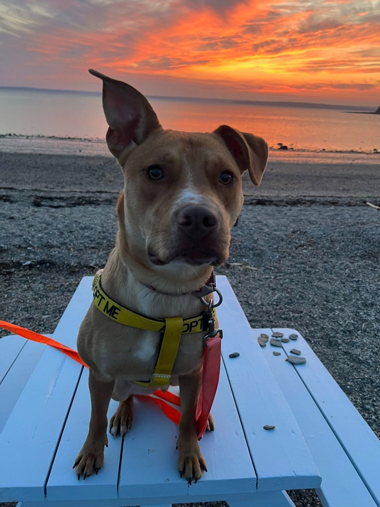Marty, an adoptable Carolina Dog in Gorham, ME, 04038 | Photo Image 1