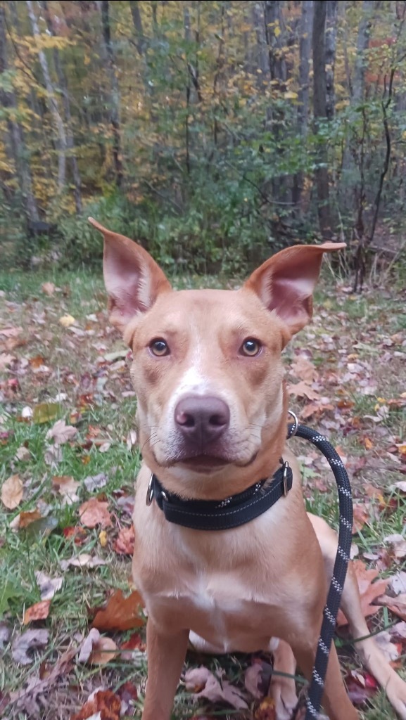 Marty, an adoptable Carolina Dog in Gorham, ME, 04038 | Photo Image 2