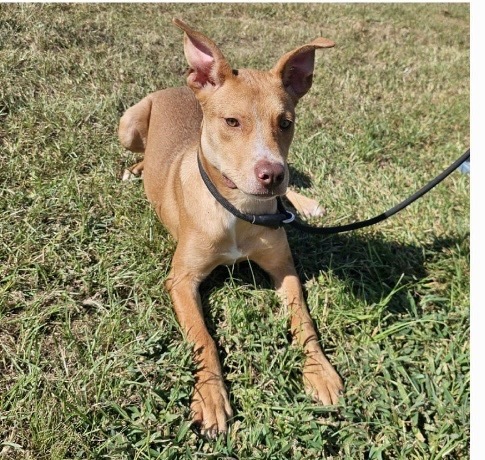 Marty, an adoptable Carolina Dog in Gorham, ME, 04038 | Photo Image 3