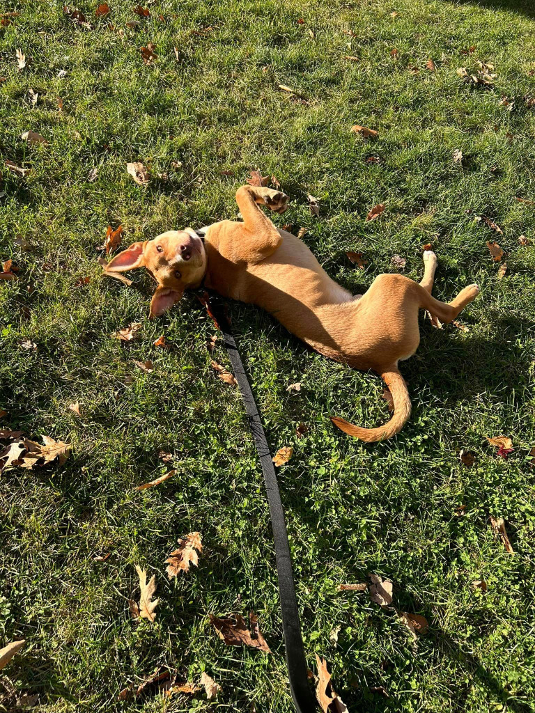 Marty, an adoptable Carolina Dog in Gorham, ME, 04038 | Photo Image 4