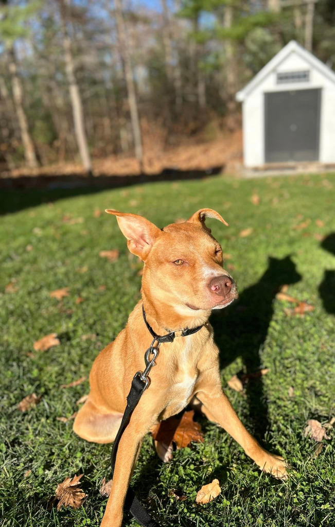 Marty, an adoptable Carolina Dog in Gorham, ME, 04038 | Photo Image 5