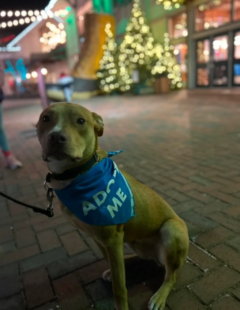 Marty, an adoptable Carolina Dog in Gorham, ME, 04038 | Photo Image 6