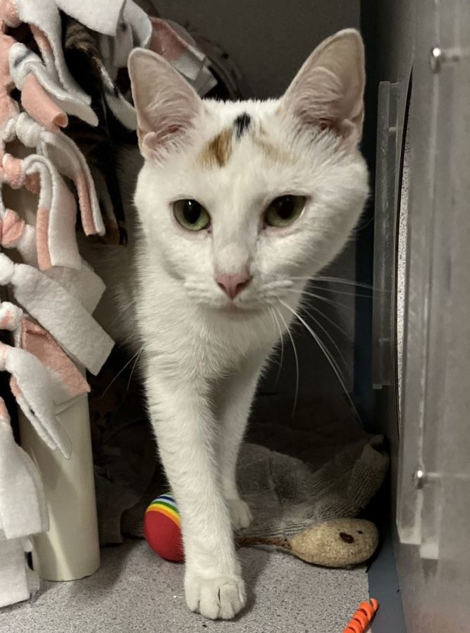 Cat for adoption Lilo, a Domestic Short Hair in Alexandria, VA