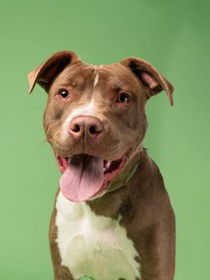 Atlas, Young Male Pit Bull Terrier