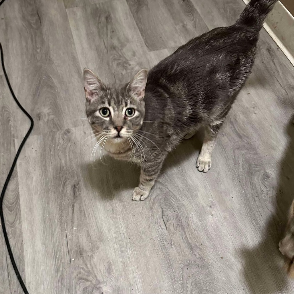 Turkish Taffy Estes, an adoptable Domestic Short Hair in Eagle Mountain, UT, 84005 | Photo Image 1