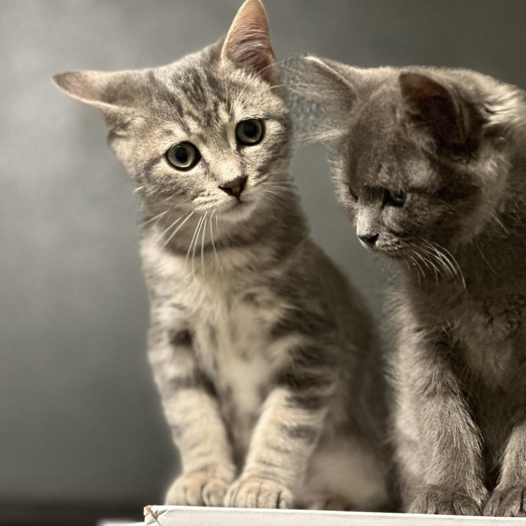 Turkish Taffy Estes, an adoptable Domestic Short Hair in Eagle Mountain, UT, 84005 | Photo Image 2