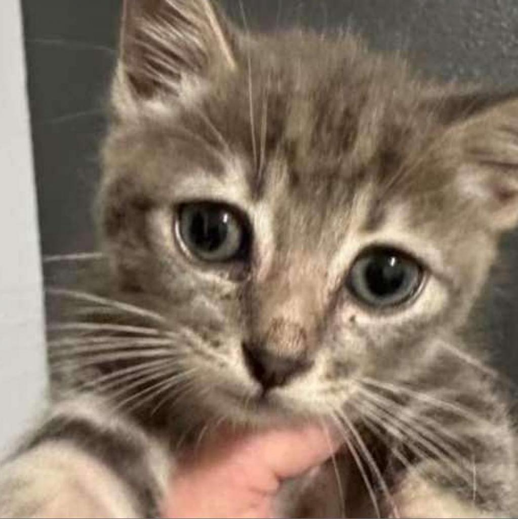 Turkish Taffy Estes, an adoptable Domestic Short Hair in Eagle Mountain, UT, 84005 | Photo Image 3