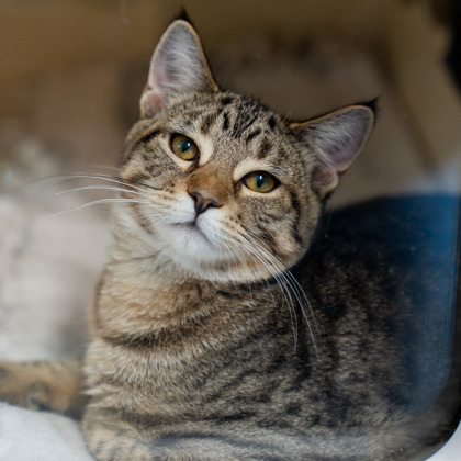 Morning Glory, an adoptable Domestic Short Hair in Pequot Lakes, MN, 56472 | Photo Image 1