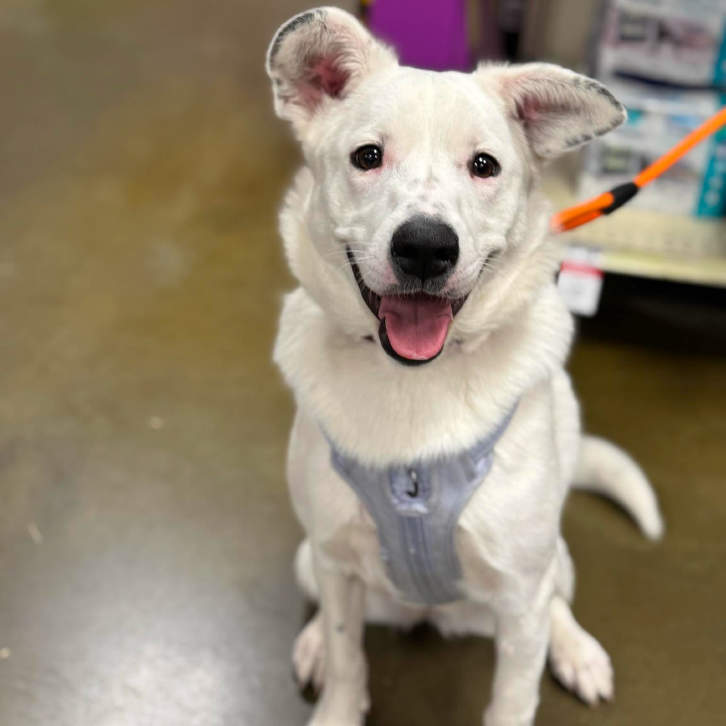 Izzy, an adoptable Mixed Breed in Sartell, MN, 56377 | Photo Image 1