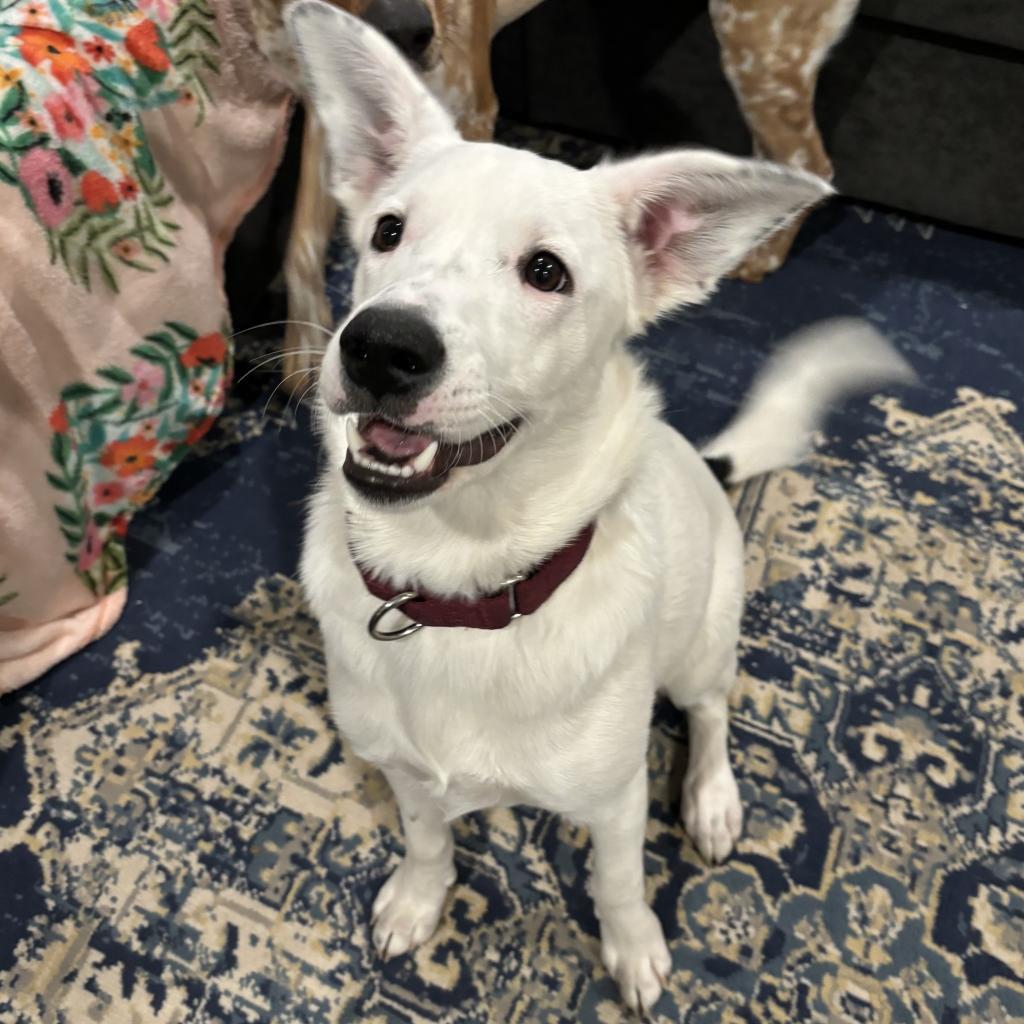 Izzy, an adoptable Mixed Breed in Sartell, MN, 56377 | Photo Image 2