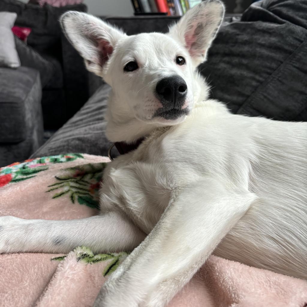 Izzy, an adoptable Mixed Breed in Sartell, MN, 56377 | Photo Image 5