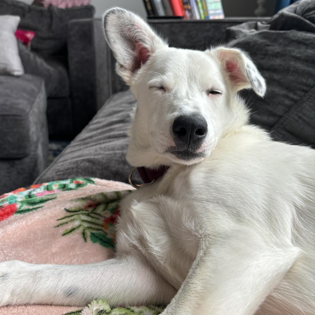 Izzy, an adoptable Mixed Breed in Sartell, MN, 56377 | Photo Image 6