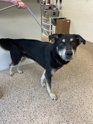 Zeke, an adoptable German Shepherd Dog, Australian Shepherd in Fergus Falls, MN, 56537 | Photo Image 1