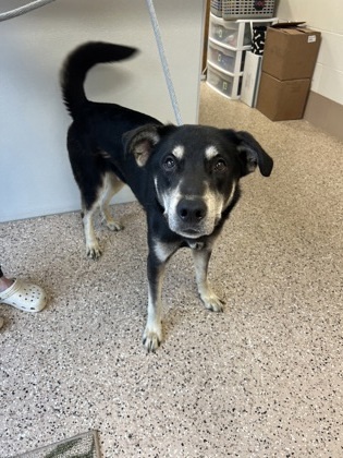 Zeke, an adoptable German Shepherd Dog, Australian Shepherd in Fergus Falls, MN, 56537 | Photo Image 2