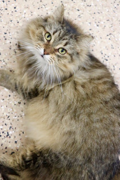 Penelope, an adoptable Domestic Medium Hair, Domestic Short Hair in Fergus Falls, MN, 56537 | Photo Image 1