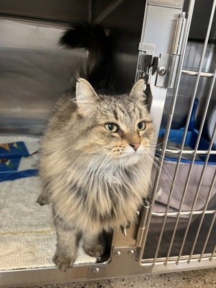 Penelope, an adoptable Domestic Medium Hair, Domestic Short Hair in Fergus Falls, MN, 56537 | Photo Image 2