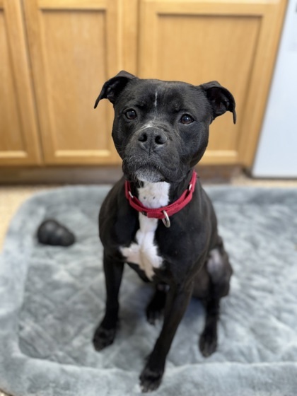 Chino, an adoptable Boxer, Mixed Breed in Fergus Falls, MN, 56537 | Photo Image 1