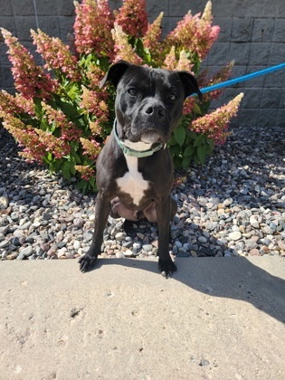 Chino, an adoptable Boxer, Mixed Breed in Fergus Falls, MN, 56537 | Photo Image 2