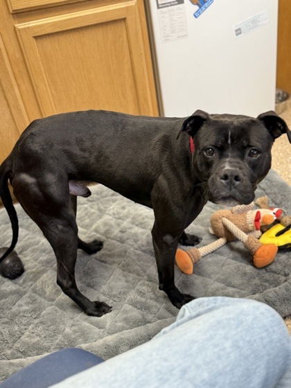 Chino, an adoptable Boxer, Mixed Breed in Fergus Falls, MN, 56537 | Photo Image 3