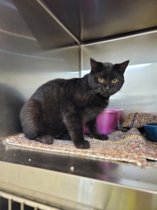 Ivy, an adoptable Domestic Short Hair in Fergus Falls, MN, 56537 | Photo Image 1