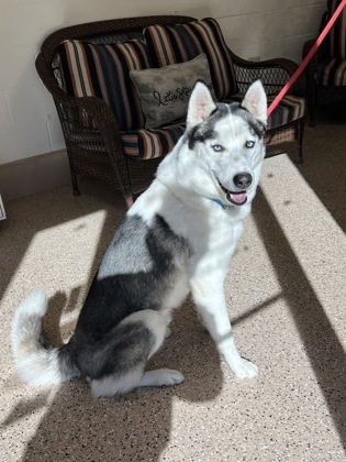 Ivan, an adoptable Siberian Husky, Mixed Breed in Fergus Falls, MN, 56537 | Photo Image 1