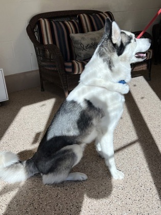 Ivan, an adoptable Siberian Husky, Mixed Breed in Fergus Falls, MN, 56537 | Photo Image 2