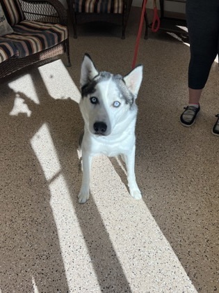 Ivan, an adoptable Siberian Husky, Mixed Breed in Fergus Falls, MN, 56537 | Photo Image 3