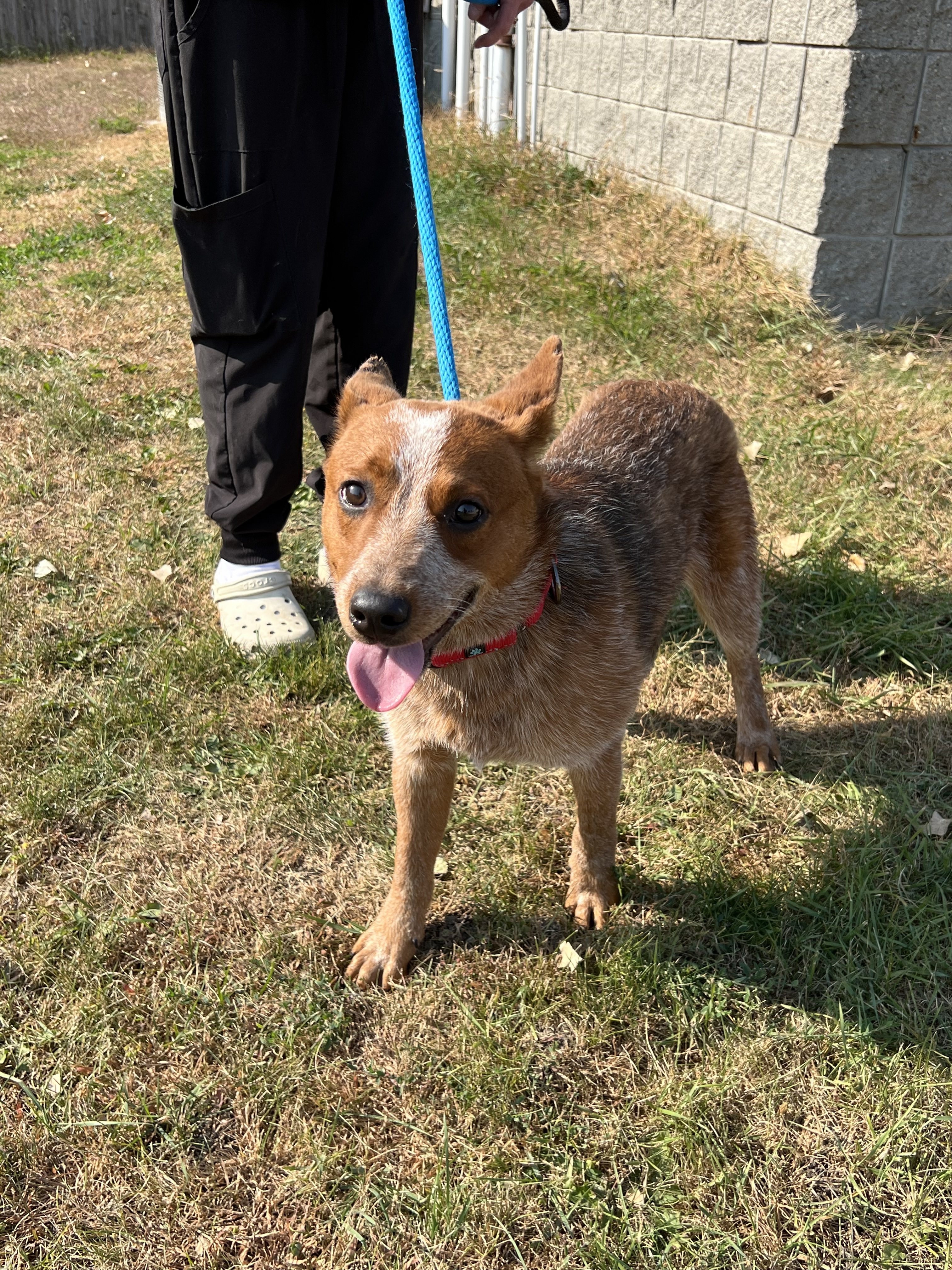 Judd, an adoptable Australian Cattle Dog / Blue Heeler, Mixed Breed in Fergus Falls, MN, 56537 | Photo Image 1